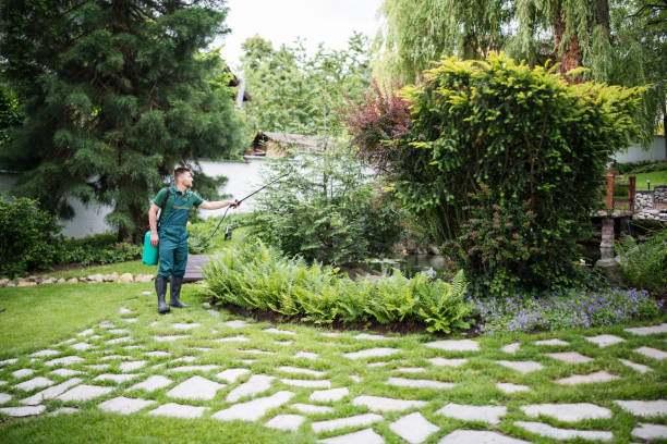 Best Termite Control Services  in Tara Hills, CA