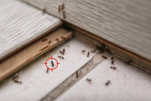 Pest Control Cost in Tara Hills, CA