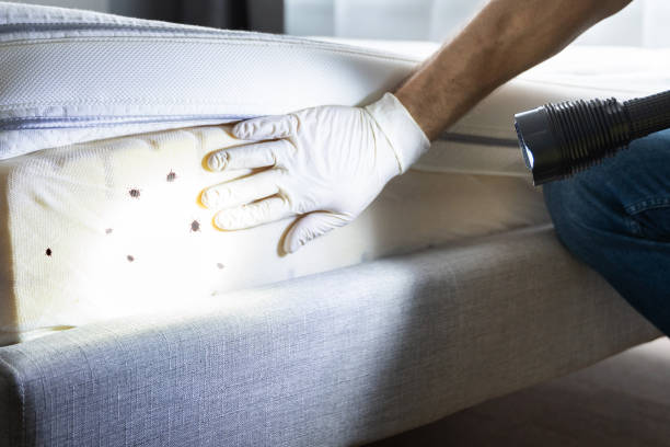 Best Wasp Removal Services  in Tara Hills, CA