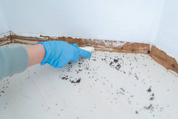Best Pest Control for Homes  in Tara Hills, CA
